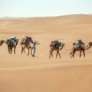 Desert Explorer