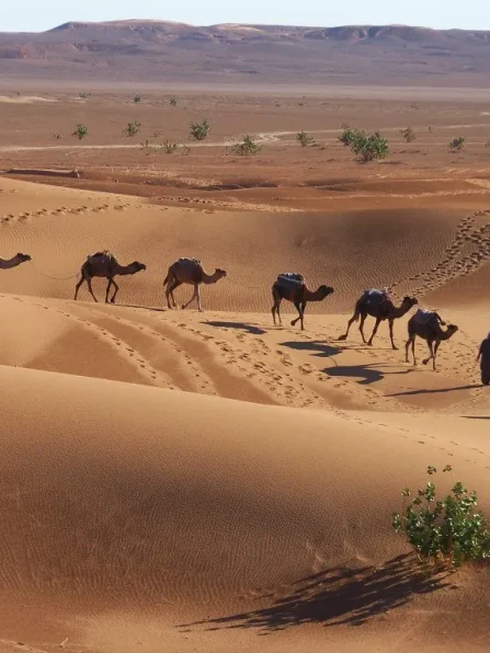 sahara002